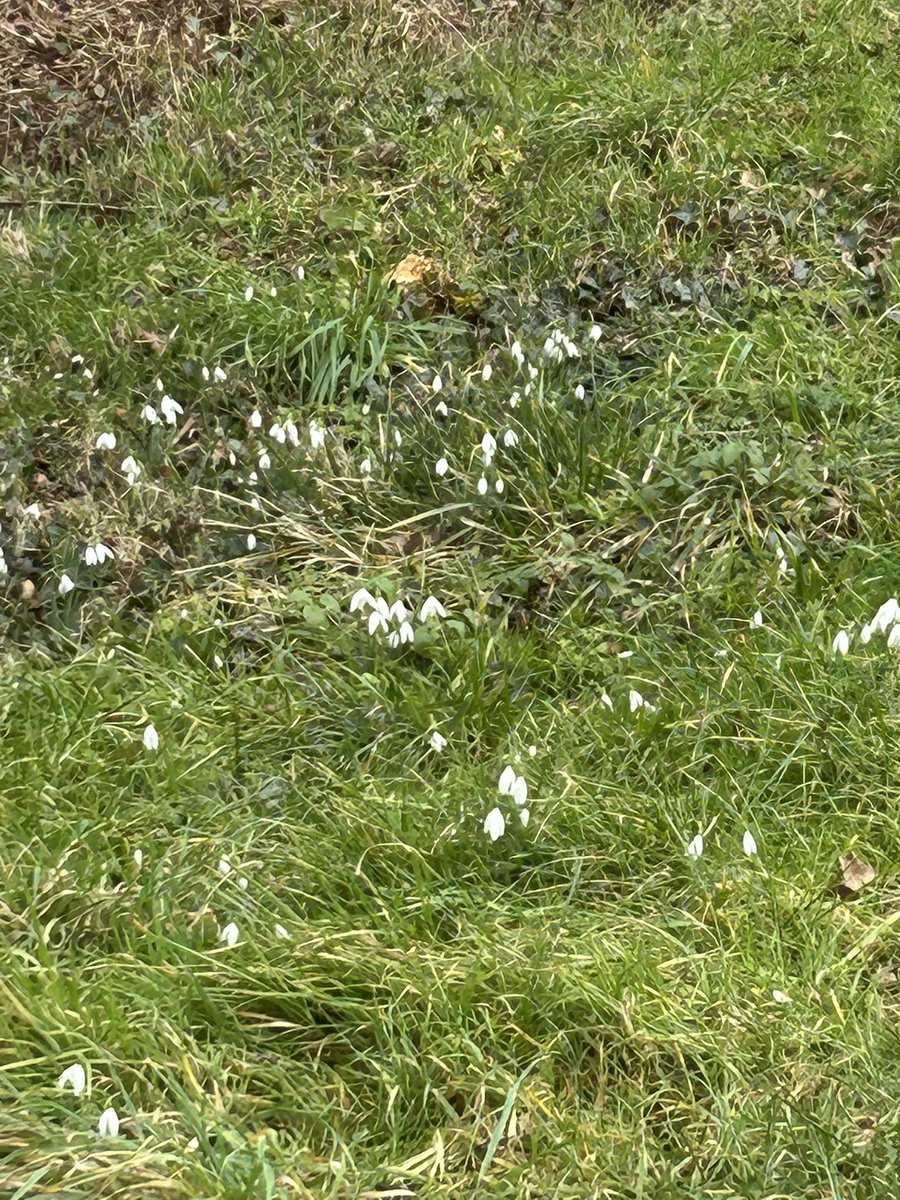 svbioX's tweet photo. #Spring Countdown 
Snowdrops https://t.co/h5tIKMBxil