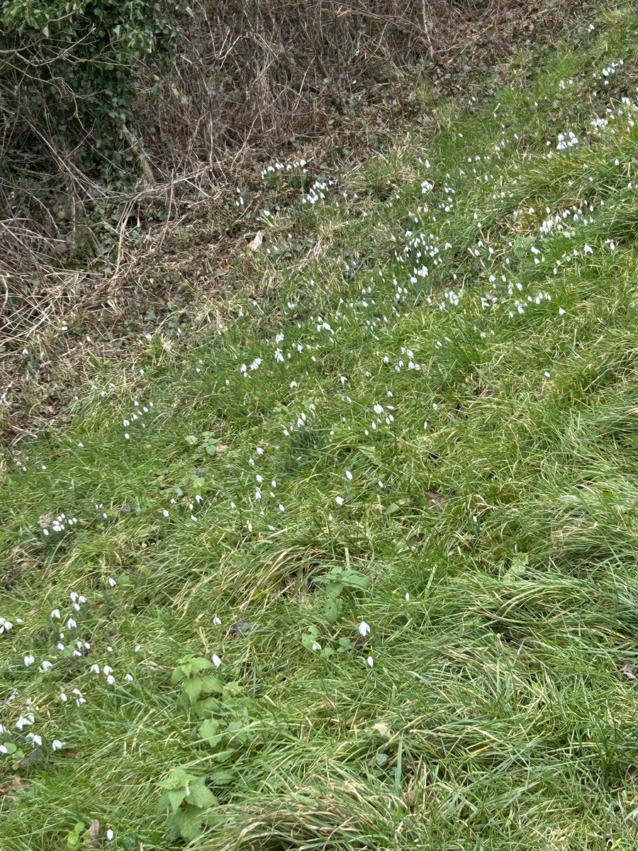 svbioX's tweet photo. #Spring Countdown 
Snowdrops https://t.co/h5tIKMBxil