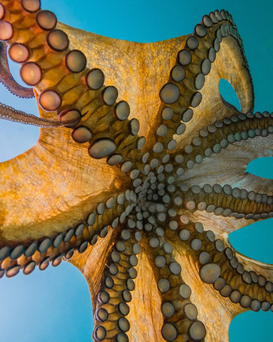 BBCEarth's tweet photo. Octopuses have a large brain-to-body ratio 🐙

They have eight 'mini brains' located in their arms and if severed, their arms truly have a mind of their own. They will move around for up to an hour after being cut off, and can still regrow.
 
#EarthCapture by 📸 Xaime Beiro https://t.co/V6jK4KkaXM