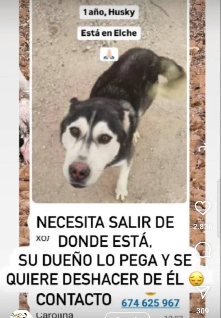 up_person's tweet photo. 🆘🆘🆘 #MuyUrgente 🙏🏡🦮 #Acogida #Adopción #Elche Contacto Carolina ☎️ 674625967 https://t.co/tsEyZOa97h