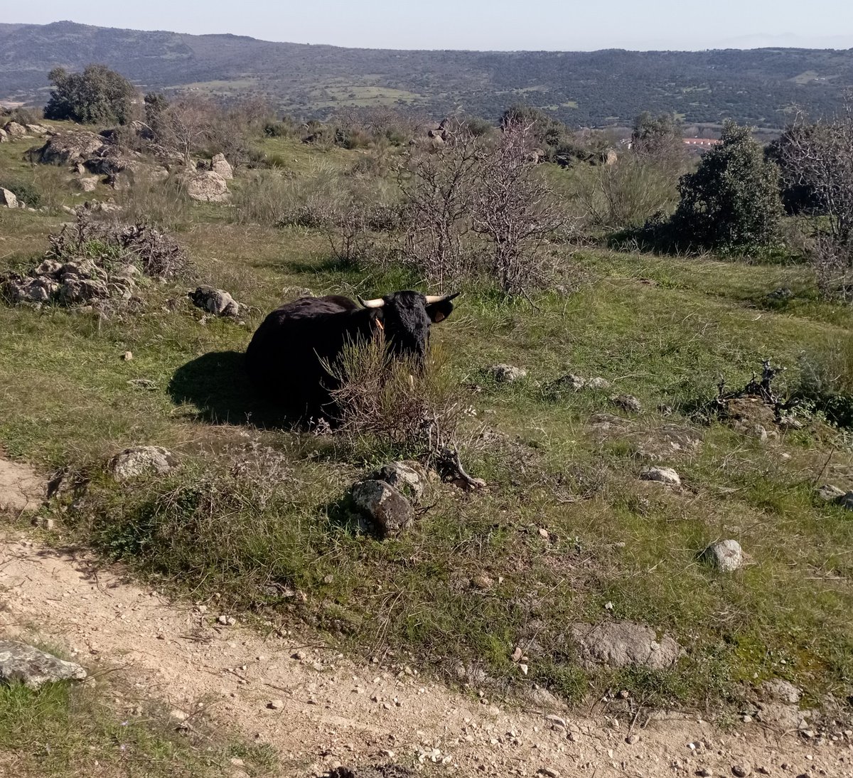 acruzcal's tweet photo. Sesteando #Extremadura #preprimavera https://t.co/ODxeIHIgzz