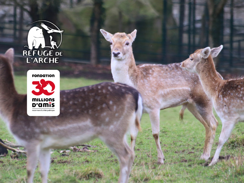 Refugedelarche's tweet photo. 🚨 Placement d’urgence pour un daim, sauvé par le Refuge de l’Arche et la Fondation @30millionsdamis  🦌

https://t.co/sgcX6Knk56 https://t.co/0skX6JgSu6