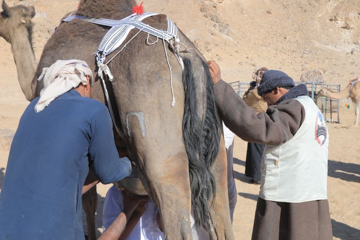 بحضورنا اليوم في منطقة أثوب، شهدنا انطلاق النسخة الـ14 من مهرجان اتحاد شباب الغد للمحالبة ومزاينة اثوب، الذي يجسد تراثنا الجنوبي الأصيل، بمشاركة واسعة من مربي الإبل من محافظة المهرة ومختلف المحافظات الجنوبية ودول الخليج.
كل الشكر والتقدير للقيادة السياسية ممثلة بالرئيس القائد