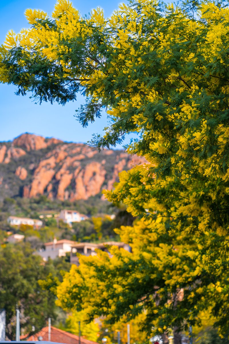Ça y est ! Les mimosas commencent à fleurir autour de nous et les couleurs de notre région commencent à se réchauffer ! 💐
