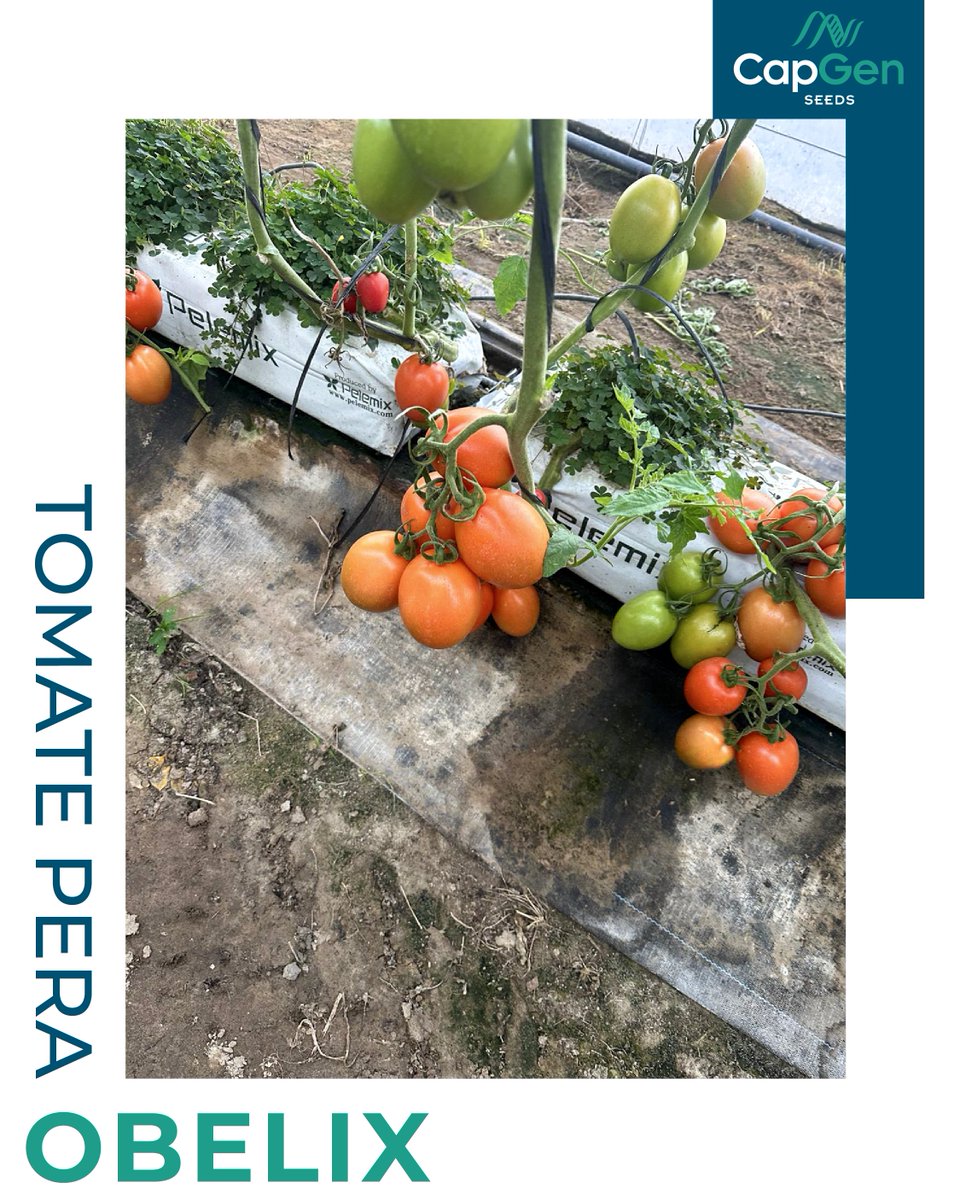 CapgenSeeds's tweet photo. Otro año más Obelix se luce en #LosPalacios📍
Nuestra compañera Arantxa visitó a Rafael Algarín y José Manuel "El Negrito", quienes cultivan #tomatepera Obelix en ciclo de otoño… ¡y se encuentra espectacular!🌱
#Grancalibre, muchos kilos por planta y rendimiento excepcional🍅 https://t.co/yINkpHfY4w
