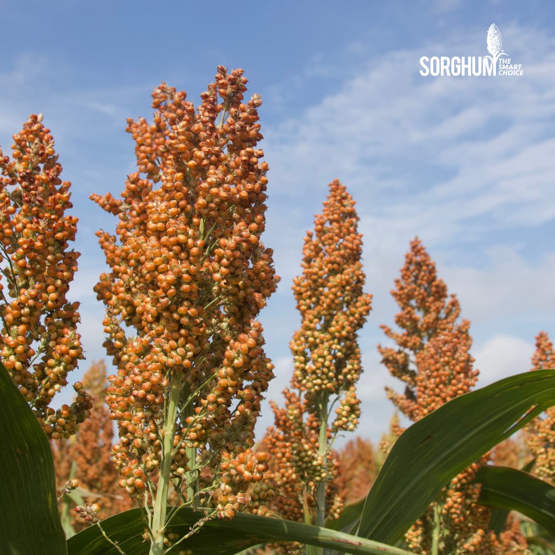 Boost your sorghum yields with the right plant height! In our latest Agronomy Insights article, Sorghum Checkoff Agronomist Dr. Brent Bean explores the positive link between plant height and yield. For the article, visit loom.ly/i-Yw-t0 #SorghumSustains #AgronomyInsights