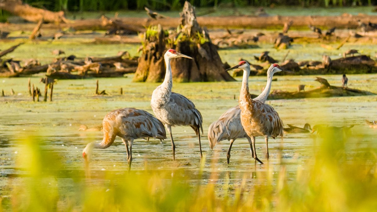 indianadunes's tweet photo. @SmithsonianMag We don't have giant redwoods or geysers, but we are a park with incredible biodiversity. With 1960 (known) species, we have only five fewer than Yosemite! The park shines when you go beyond the beach and look closer at the small things. https://t.co/K7dkXBzlCd