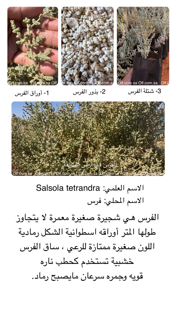 ollfsa's tweet photo. الاسم العلمي: #Salsola #tetrandra
الاسم المحلي: #فرس
#الطبيعة #اولف #البريه #مشاتل https://t.co/hIRBPKb7NQ