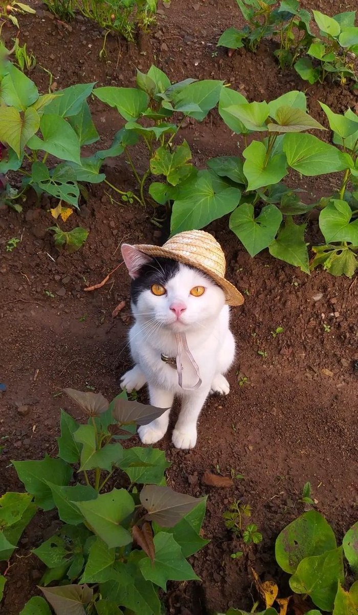Why you should have a cat tweet media