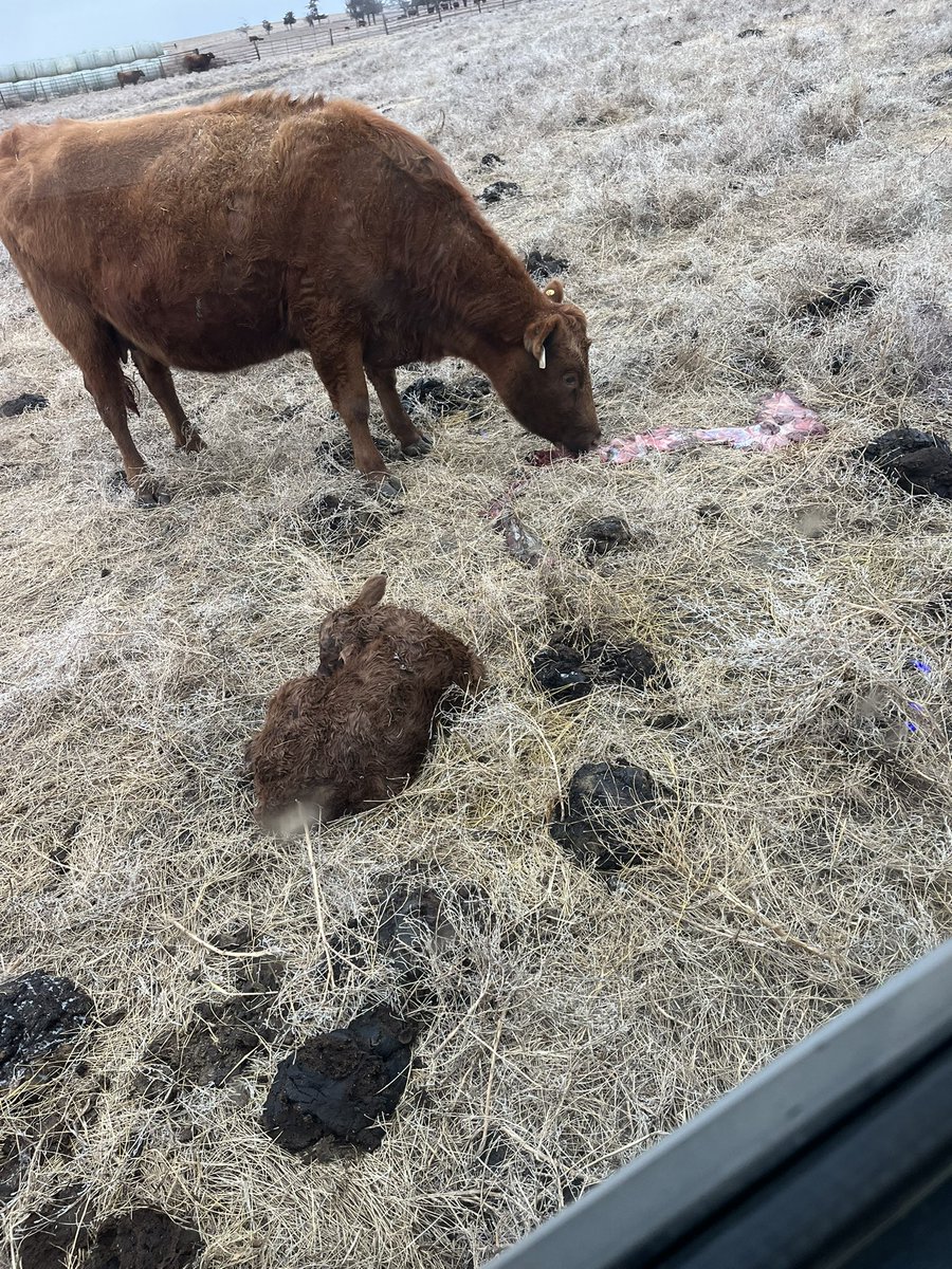 speenyween21's tweet photo. Warm breakfast on this cold morning! #calve25 #redangus https://t.co/qw5VdQQqmT