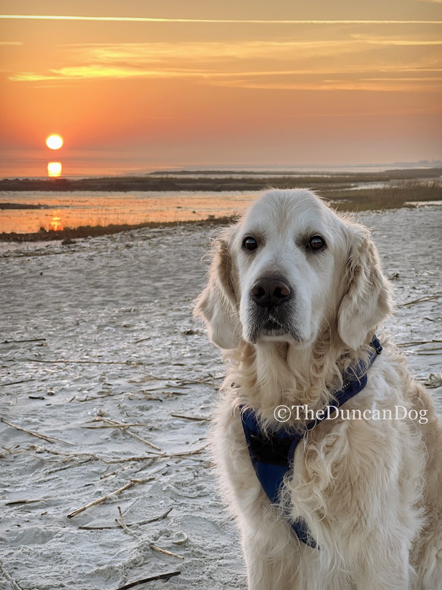 The constant beauty of nature still gives me hope. 

#TheDuncanDog #aVeryGoodBoy #DogsofTwitter #GoldenRetreiver #Sunrise #BeachBoy