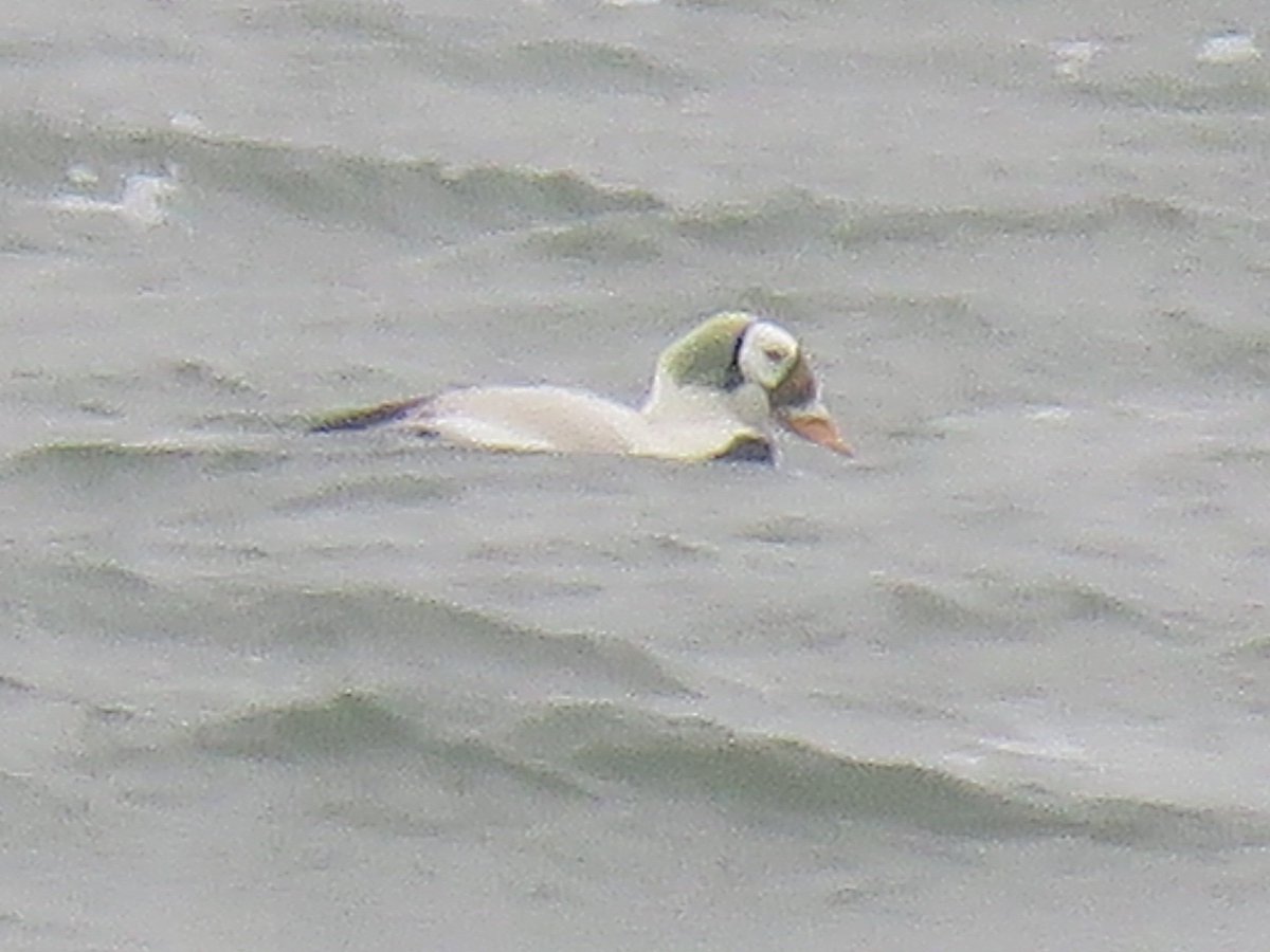 Had to be done!  Once in a lifetime opportunity to see Spectacled Eider given I'm highly unlikely yo ever be in the position to spend 10k+ on a trip to Akaska. A truly amazing bird.