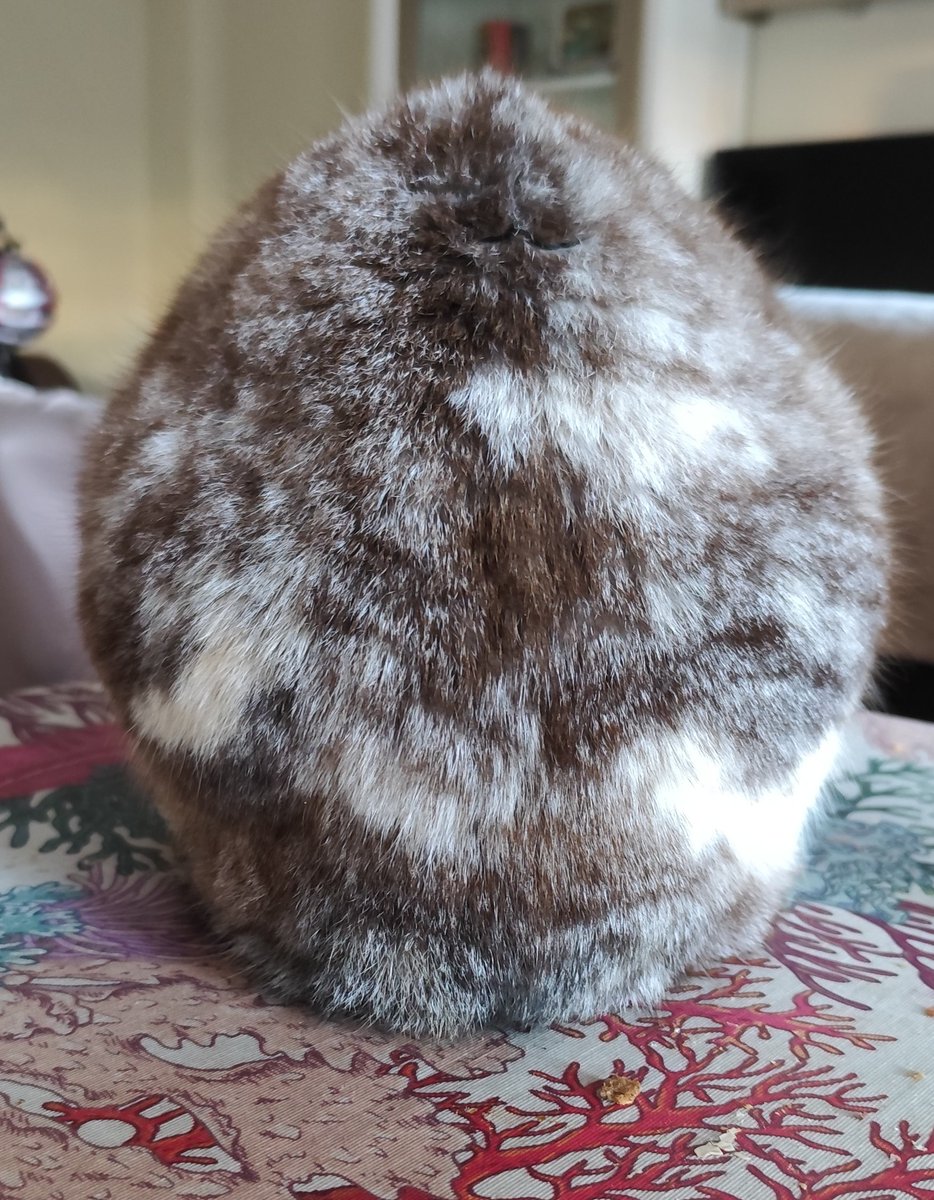 CocoFanAccount's tweet image. Es redonda