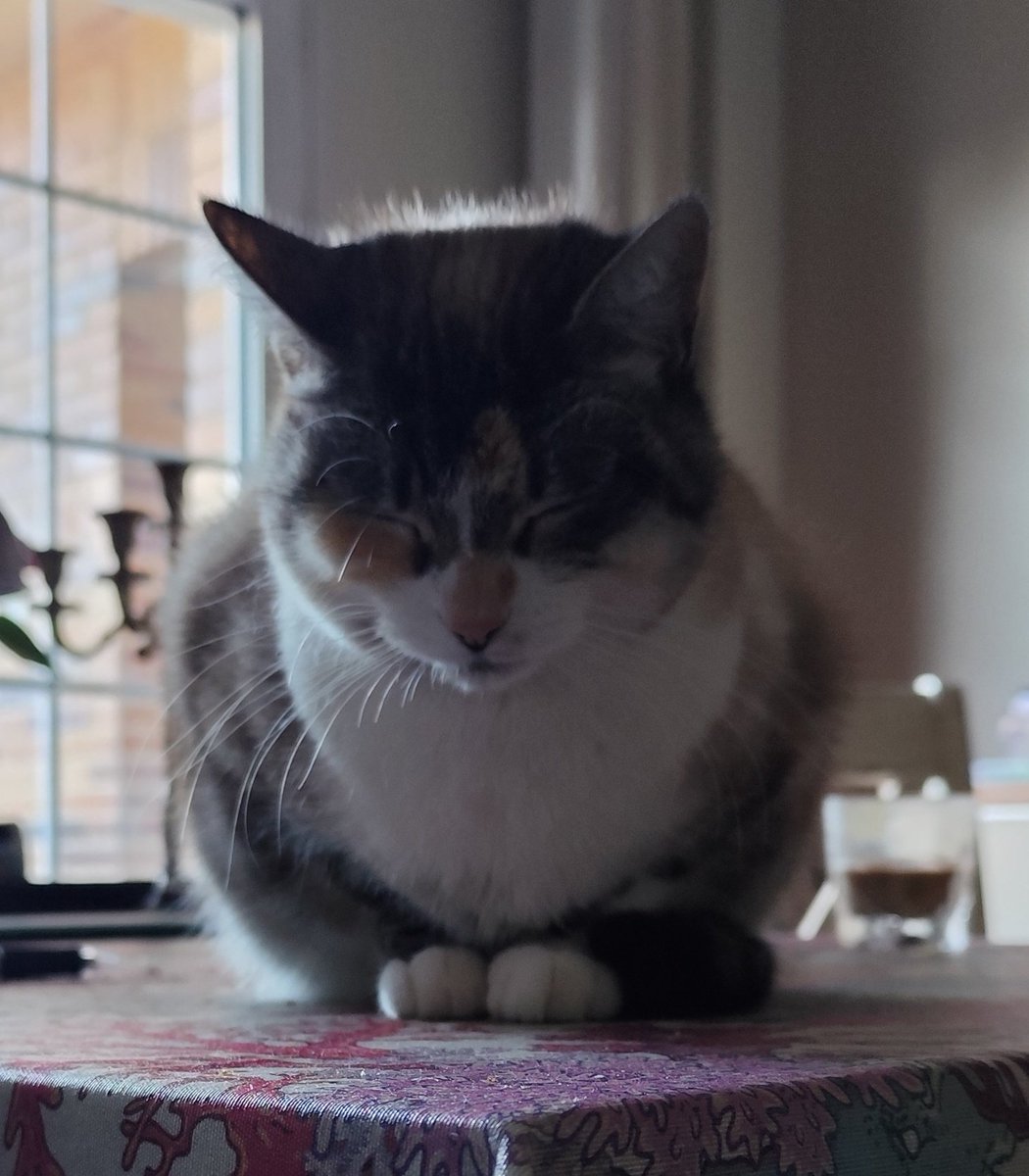 CocoFanAccount's tweet image. Es redonda