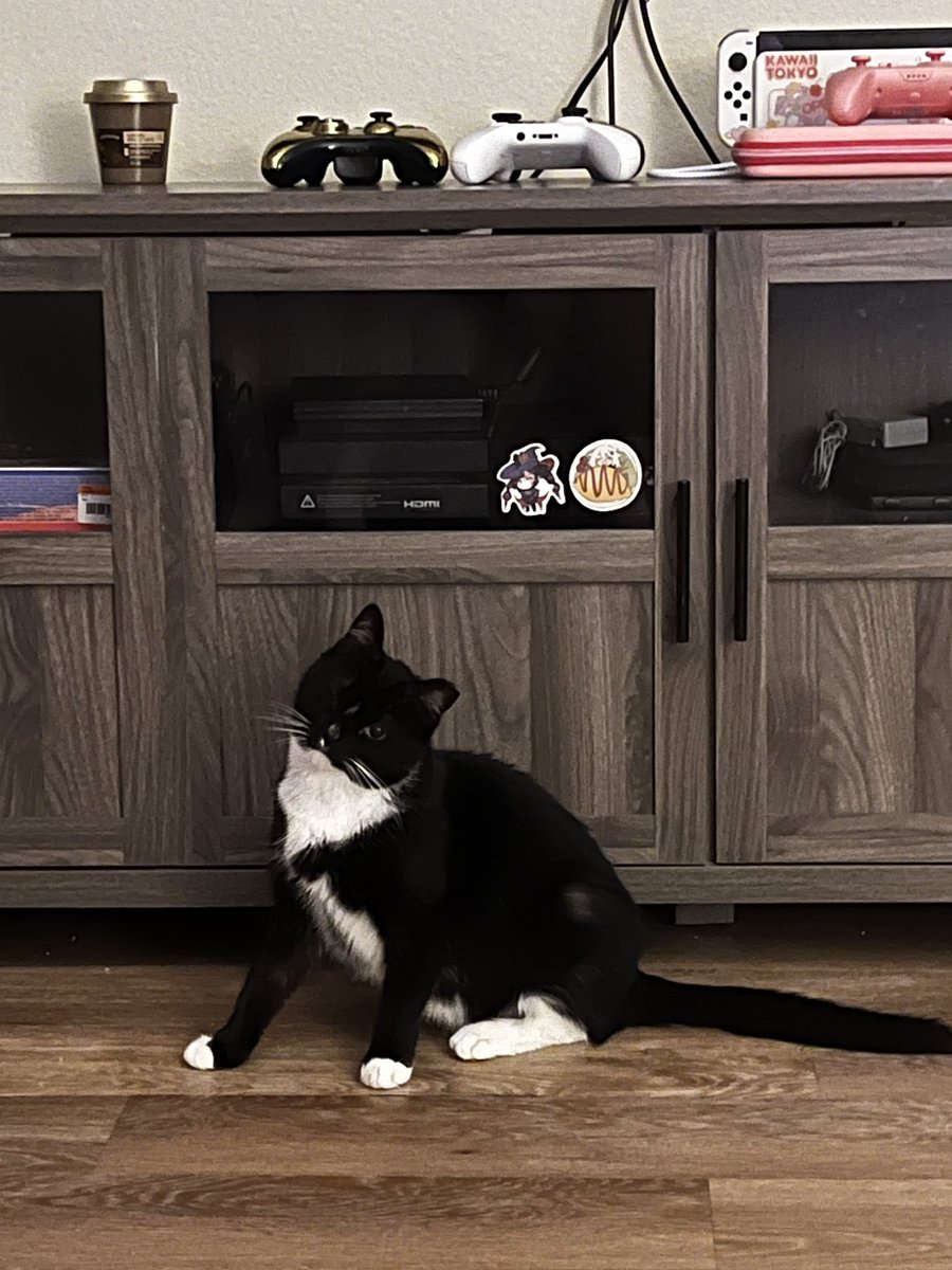 itzzn0tmars's tweet photo. hello!! i’m mars and this is just a little intro since i am new to this app!
to start off, i am a small variety streamer on #twitch! i play games like #gta, #minecraft, #roblox, #thesims, and so many more. 
i have two #cats, named sampson and anna (nugget). https://t.co/iVokKDaWma