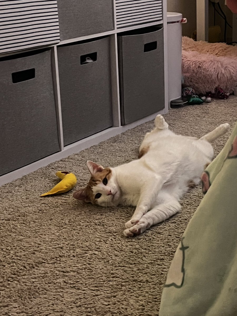 itzzn0tmars's tweet photo. hello!! i’m mars and this is just a little intro since i am new to this app!
to start off, i am a small variety streamer on #twitch! i play games like #gta, #minecraft, #roblox, #thesims, and so many more. 
i have two #cats, named sampson and anna (nugget). https://t.co/iVokKDaWma