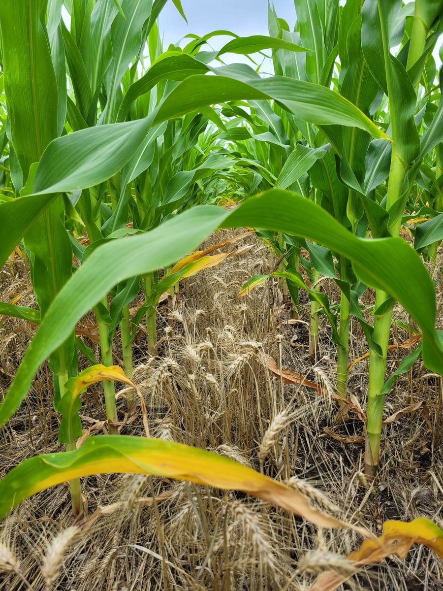MIB Tandil de <a href="/BrevantSemillas/">Brevant Semillas</a> 
En los ensayos de densidad sobre un ambiente limitado por un cultivo de cobertura (trigo). Es notable ver como cambia el fenotipo de las plantas ante cambios en densidad 40000pls vs 65000pls. El trat de 40000pls hoy se ve de 10. Veremos los datos.