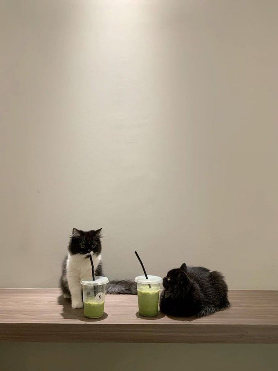 Why you should have a cat tweet media