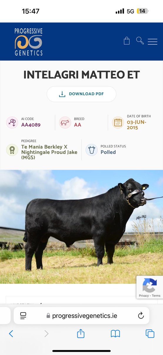 Full sister to <a href="/progressivegen/">Progressive Genetics</a> top AI AA sires Matteo and Maverick (out of the same flush) INTELAGRI MYSTIC MISSY E.T. ET in the calving pen.. bull or heifer 🫣