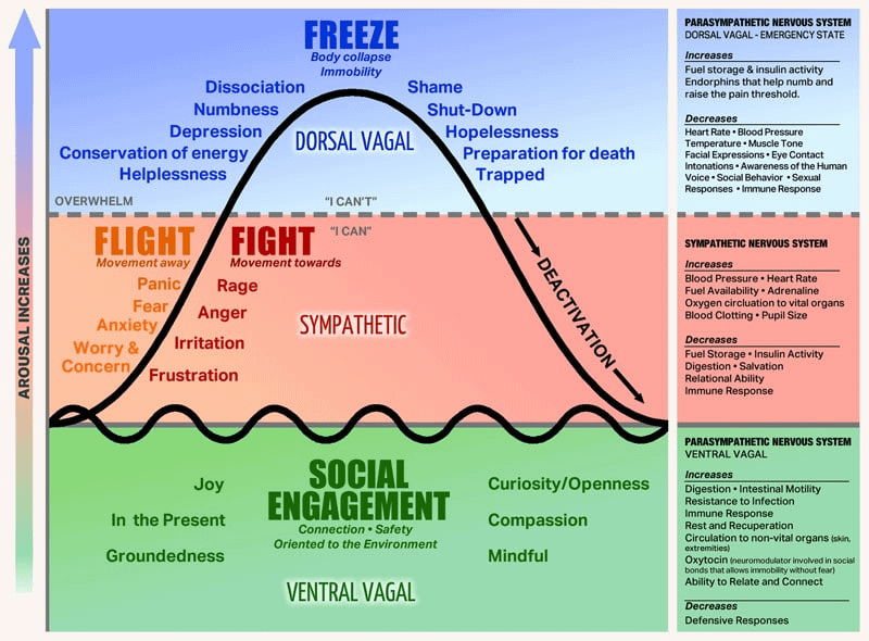 brianmaierhofer's tweet photo. Your nervous system has two primary states:

• Sympathetic (fight-or-flight) → Anxiety, overthinking, stress.
• Parasympathetic (rest & heal) → Calm, clarity, emotional resilience.

When you experience chronic stress or trauma, your body gets stuck in survival mode.

Based on your most common emotions, see where you spend most of your time ↓
