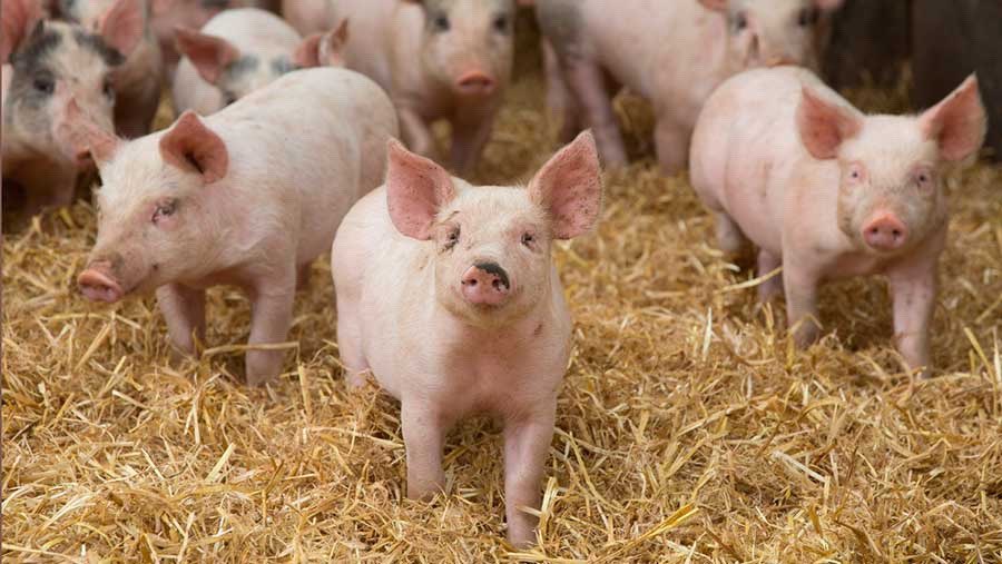 Pig farms in East Anglia breached environmental regulations over 700 times in the past 7 years. It's not clear how the authorities discovered the rule-breaking; obviously someone squealed