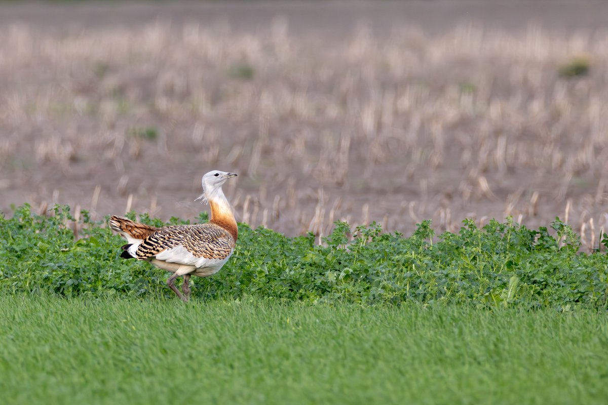 🚶‍♀️🌾 Join us for a field trip exploring La Mancha’s steppes during #SteppeBirds2025! 🐦With <a href="/FGlobalNature/">Fundación Global Nature</a>, we’ll visit conservation sites, spot steppe birds, and meet stakeholders.
📅March 29
🔗Limited spots: steppebirds.com
#ornithology