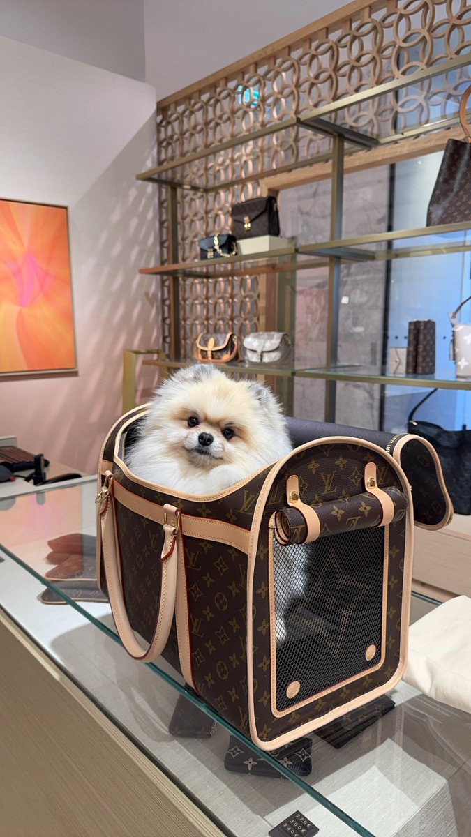 HyperDjano's tweet image. Spoiled my dog today 🔥