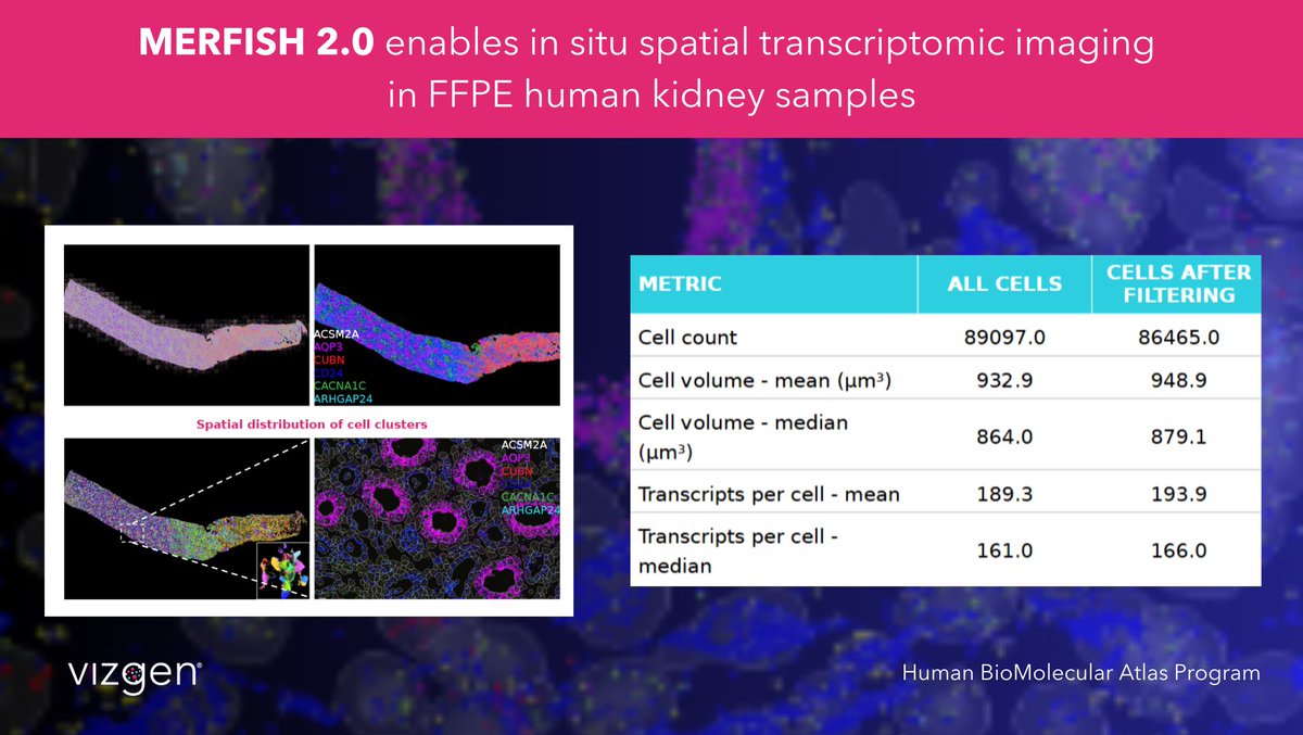vizgen_inc's tweet photo. ‼️FFPE is #spatialbiology’s triple threat: RNA degradation, cross-linking &amp; autofluorescence.

#MERFISH 2.0 tackles low-abundance transcripts in degraded samples, like human kidney tissue,  &amp; reduces noise via tissue clearing.

👀Preview data &amp; pre-order: https://t.co/VlsN5a6Wv5 https://t.co/IN69dqGZB0