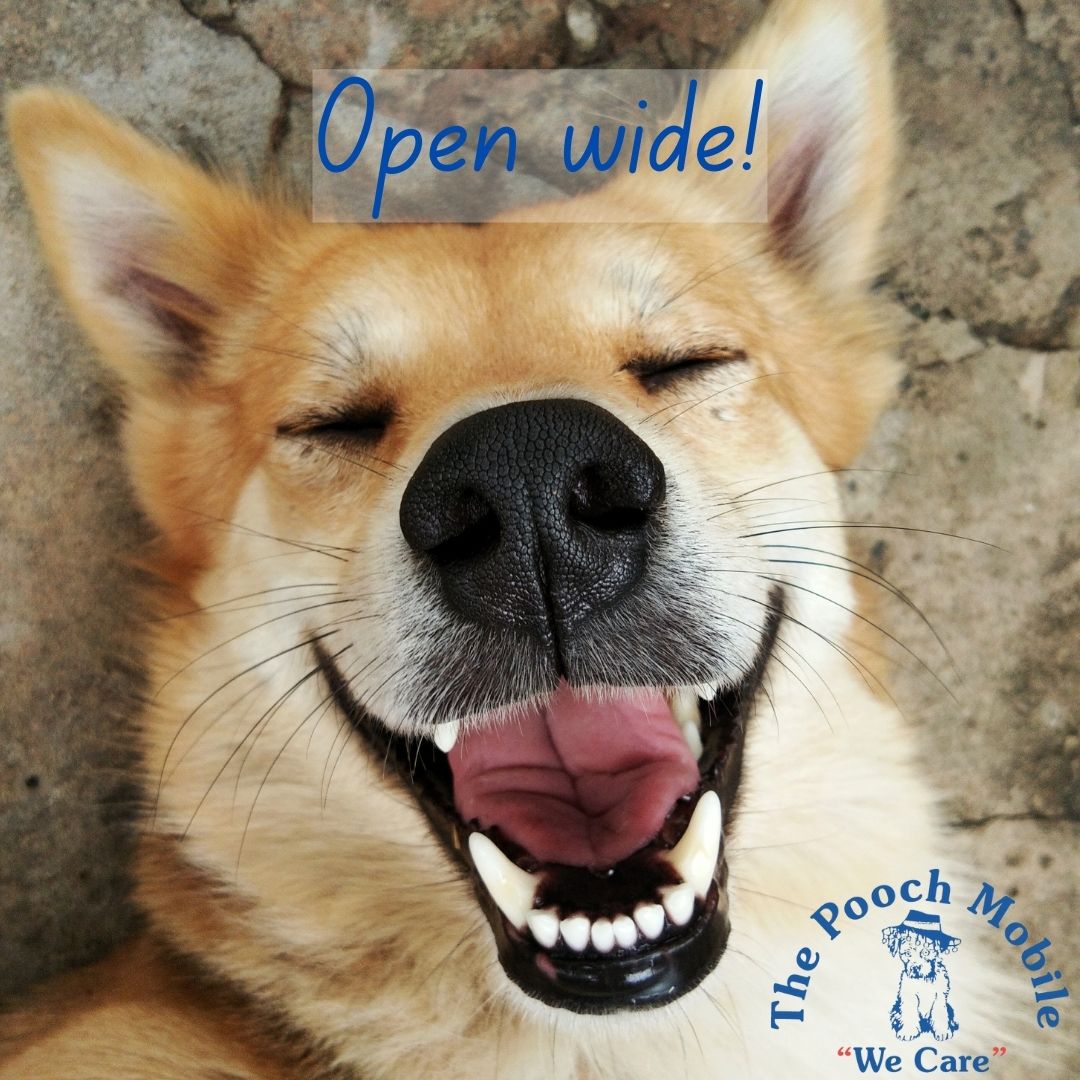 PoochMobile's tweet photo. 🐾✨ February is Pet Dental Health Month! Just like us, our furry friends need regular dental care to keep their smiles bright and their teeth healthy! 🦷💖 

Did you know that poor dental hygiene can lead to serious health issues for pets? This month is the perfect time to sc... https://t.co/FR67vDxIP4