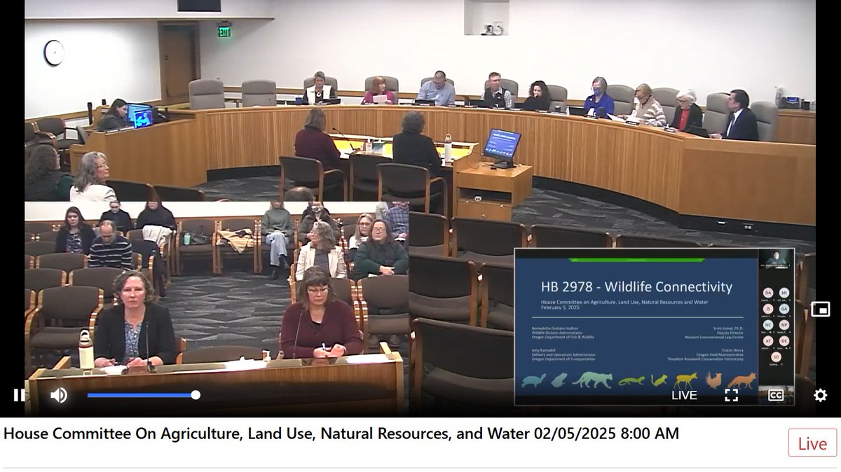 ORWildlifeMoves's tweet photo. Starting now in #ORLeg: Hearing on HB 2978, a bill that would help fund wildlife connectivity to reduce wildlife-vehicle collisions and #KeepOregonsWildlifeMoving. Thank you, @RepKenHelm, @go_to_Cgorsek, and other legislators for keeping our people and wildlife safe! #ORPolitics https://t.co/FobGl7Scjs