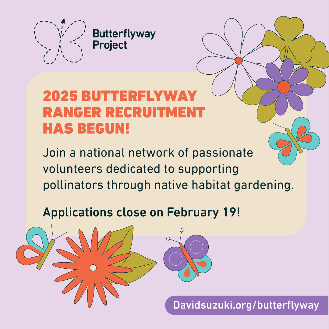 DavidSuzukiFDN's tweet photo. The 2025 Butterflyway Ranger recruitment is officially open! πΈπ¦ Join a national network of volunteers creating native habitats for pollinators. Applications close Feb 19βdonβt miss out! Apply at: https://t.co/I8SGC7lduJ #ButterflywayProject #HabitatGardens https://t.co/jKkdfYSZ2E