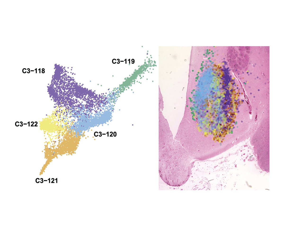 JohnTadross's tweet photo. Cont - 💊 Key finding #2: The hypothalamus is architecturally complex - the VMH for example contains at least 5 spatially segregated and transcriptionally distinct neuronal types (5/) https://t.co/7ngc9uhjND