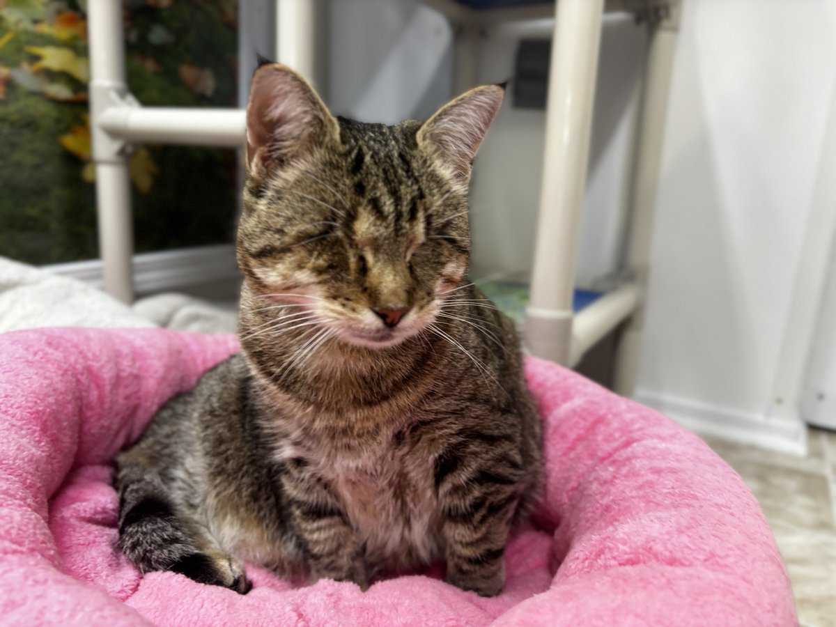 #COTD Pebble is a blind kitty who was rescued as a kitten by a TNR group. Pebble went blind &amp; lost her eyes because of an URI. She came to us in 2015 &amp; has been living happily ever since here at her forever home.

Read more: blindcatrescue.com/cats/pebble.htm