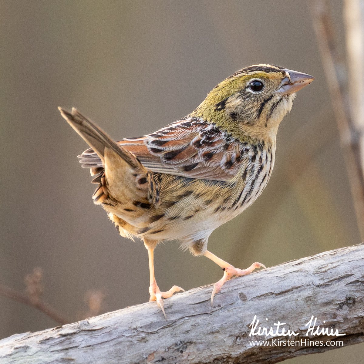 Looking forward to discussing #Birds of #Florida <a href="/midtownreader/">Midtown Reader & Piebrary</a> in #Tallahasee at 6:30 tonight. Details at midtownreader.com/event/kirsten-…
Photo is of a Henslow's Sparrow at St Marks National Wildlife Refuge.