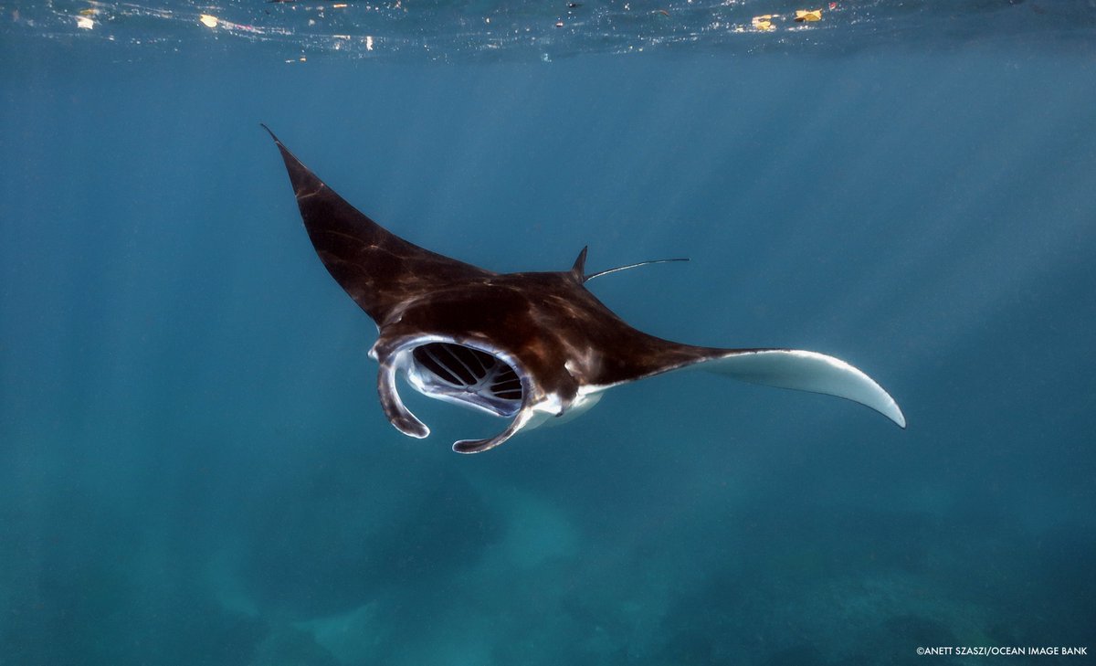 TheWCS's tweet image. JUST IN: New proposals released at #CITIESSC78, our WCS team on the ground in Geneva reports.

Oceanic whitetip sharks, whale sharks, and manta rays are up for new protections to curb their freefall toward extinction.

These will be voted on at #CITESCOP20 in November.