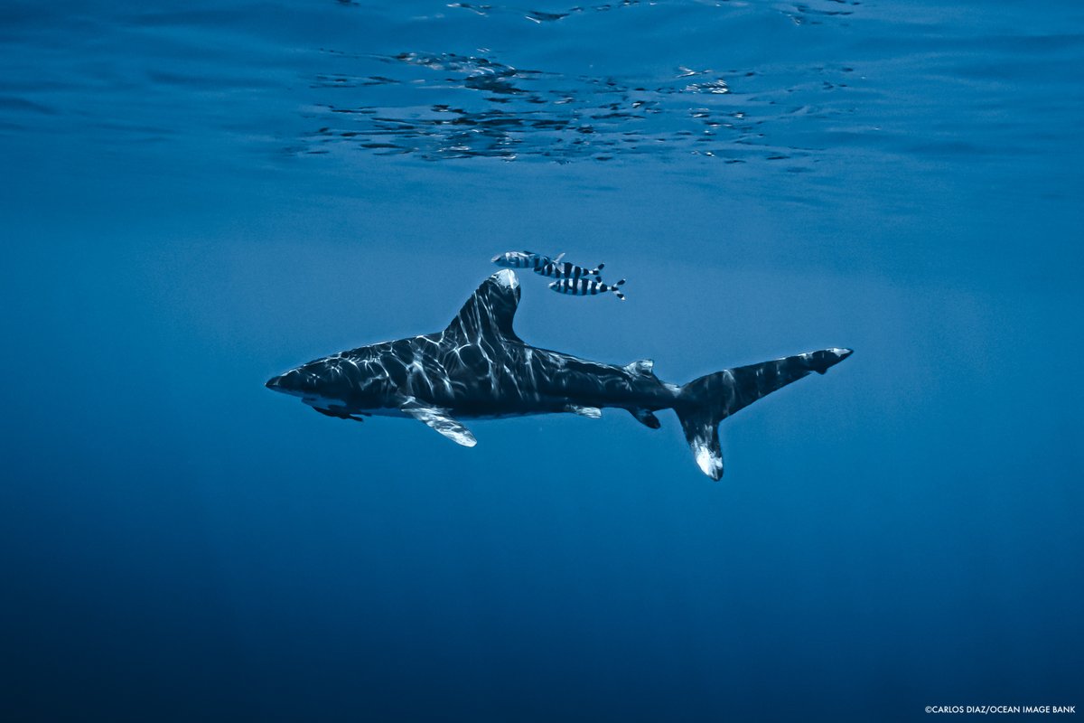 TheWCS's tweet image. JUST IN: New proposals released at #CITIESSC78, our WCS team on the ground in Geneva reports.

Oceanic whitetip sharks, whale sharks, and manta rays are up for new protections to curb their freefall toward extinction.

These will be voted on at #CITESCOP20 in November.