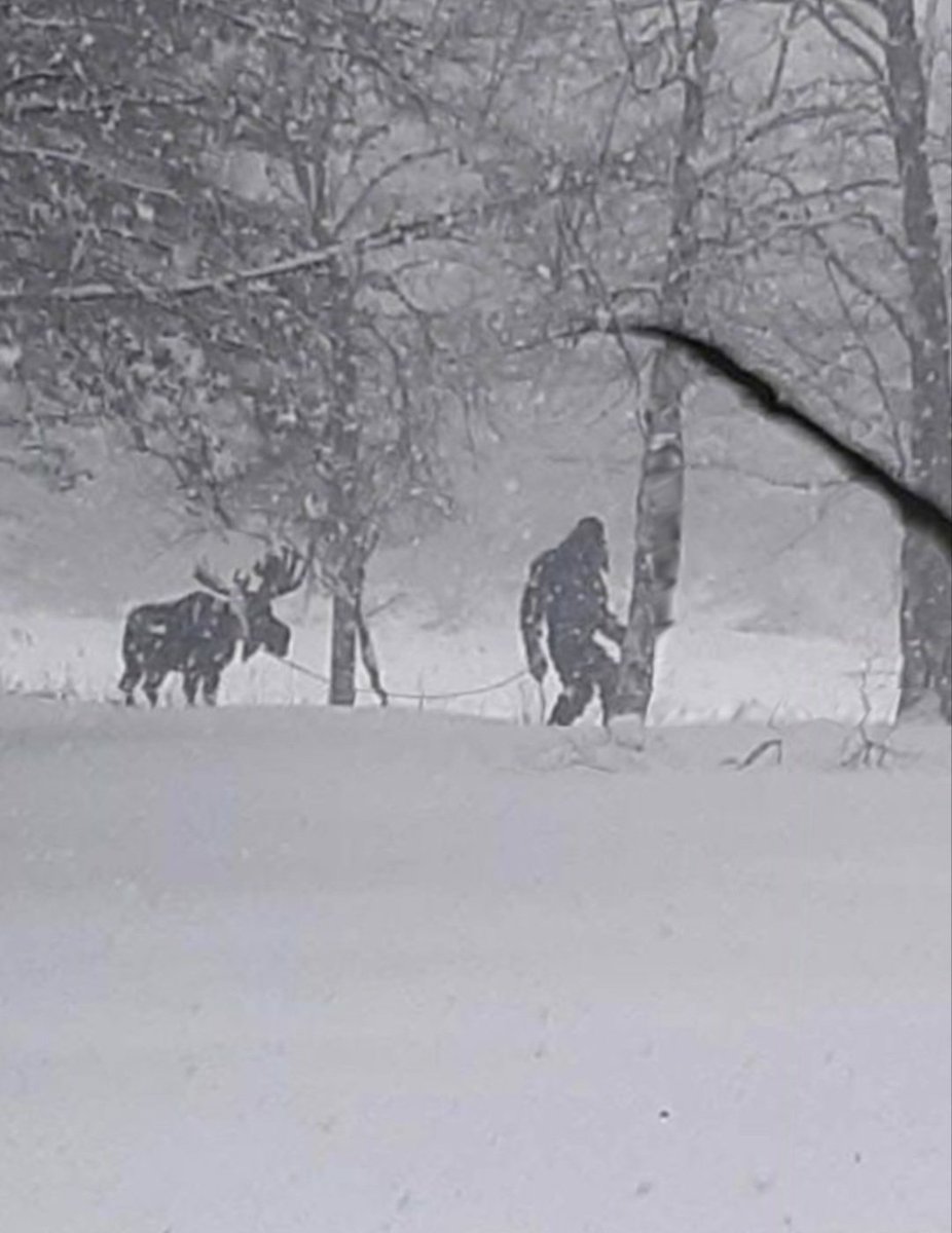 derekjsteele's tweet photo. Only in Canada do you see a Bigfoot walking his pet Moose. https://t.co/KQZeoDBo2b