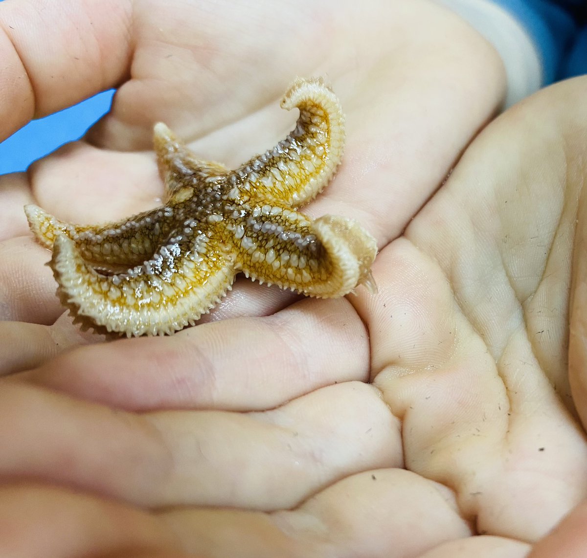 Rockpoolschool1's tweet photo. Weโve just had the most lovely session for Home Ed children meeting and learning all about our rockpool friends ๐ฆ
We learnt about what makes their life in rockpools very challenging and how they are so well adapted to this! ๐ชจ
#homeeducation #homeedcommunity #ferryhill #durham https://t.co/P8wxR8l1td