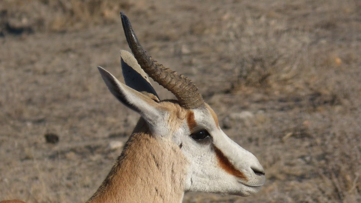 AfricainQu99614's tweet image. #Sérievoyages 
#Namibie 
#Bestioles