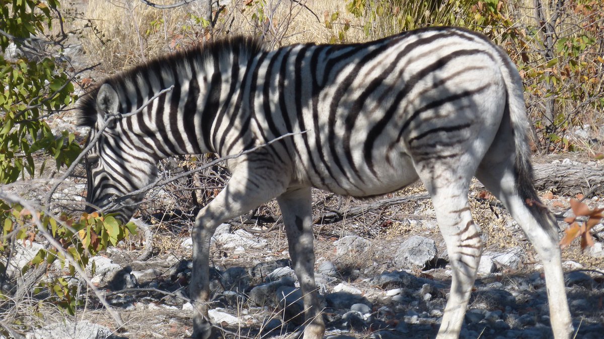 AfricainQu99614's tweet image. #Sérievoyages 
#Namibie 
#Bestioles