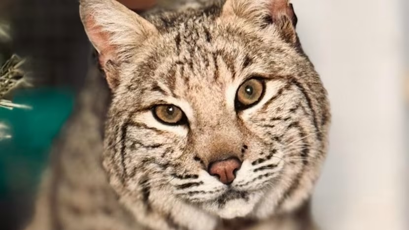 ITV News West Country tweet media