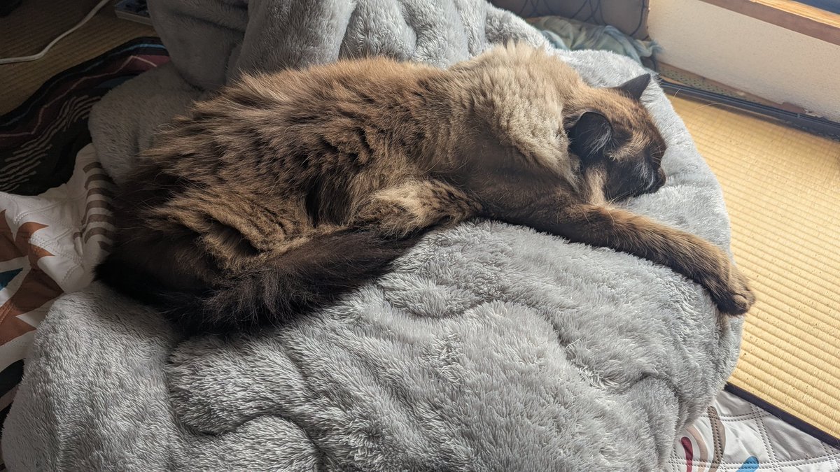 布団移動してる…。暖かい所、見つけたのね。