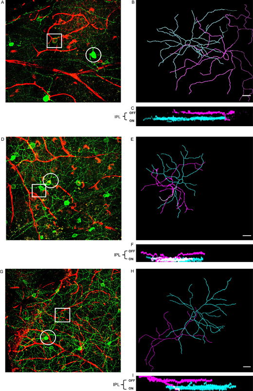 IOVS Journal (@arvoiovs) on Twitter photo Leonie Kinder and Moritz Lindner <a href="/MoritzLindner2/">Moritz Lindner</a> investigate Expression of Osteopontin in M2 and M4 Intrinsically Photosensitive Retinal Ganglion Cells in the Mouse Retina, iovs.arvojournals.org/article.aspx?a…. Leonie Kinder and Moritz Lindner <a href="/MoritzLindner2/">Moritz Lindner</a> investigate Expression of Osteopontin in M2 and M4 Intrinsically Photosensitive Retinal Ganglion Cells in the Mouse Retina, iovs.arvojournals.org/article.aspx?a….