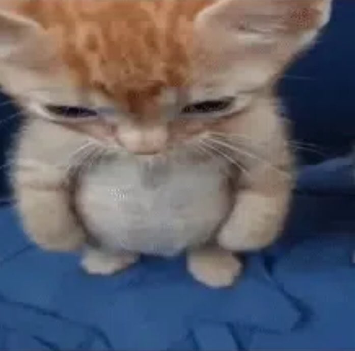 gatojinglebells's tweet image. queria um emprego pra ter grana pra pagar todos os cursinhos isolados que eu quero mas aí não ia sobrar tempo pra fazer os cursinhos