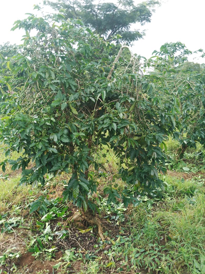 AgronomistKAMI's tweet photo. "Good coffee starts with great farming!", Pruning time. https://t.co/BjfKJK5CPT
