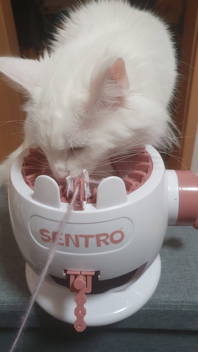 JuneTrenkins's tweet photo. Miss Mimi testet die heute
(endlich) angekommene Ministrickmaschine. :)
#Sentro #knit #wool https://t.co/WO97vHFVlC