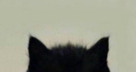 melonlemonmu's tweet image. 🐱?