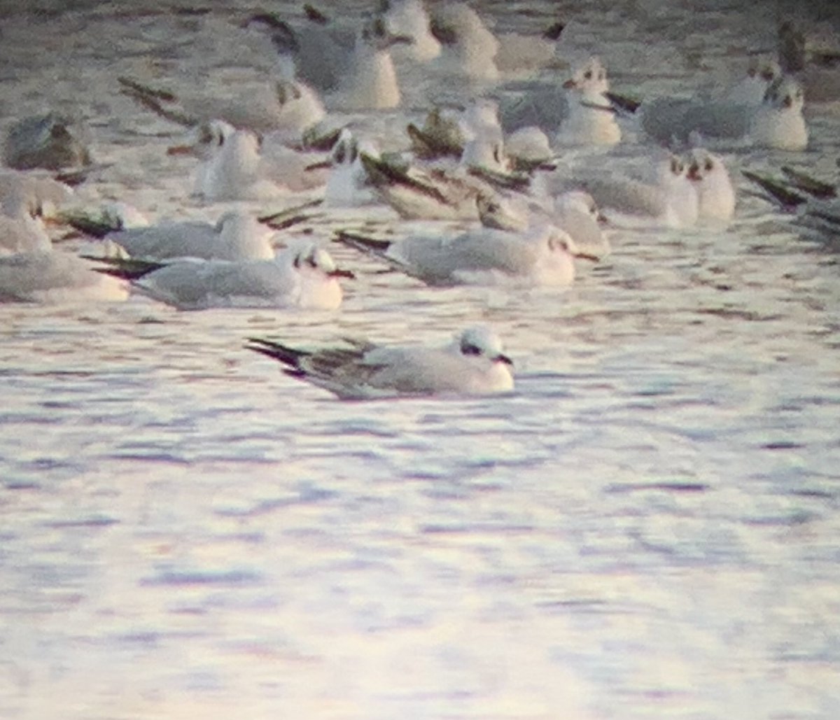 This 1st winter Med Gull in the relatively small roost at Castle Howard this evening, female Red-crested Pochard also still present <a href="/YorkBirding/">York Birding</a>