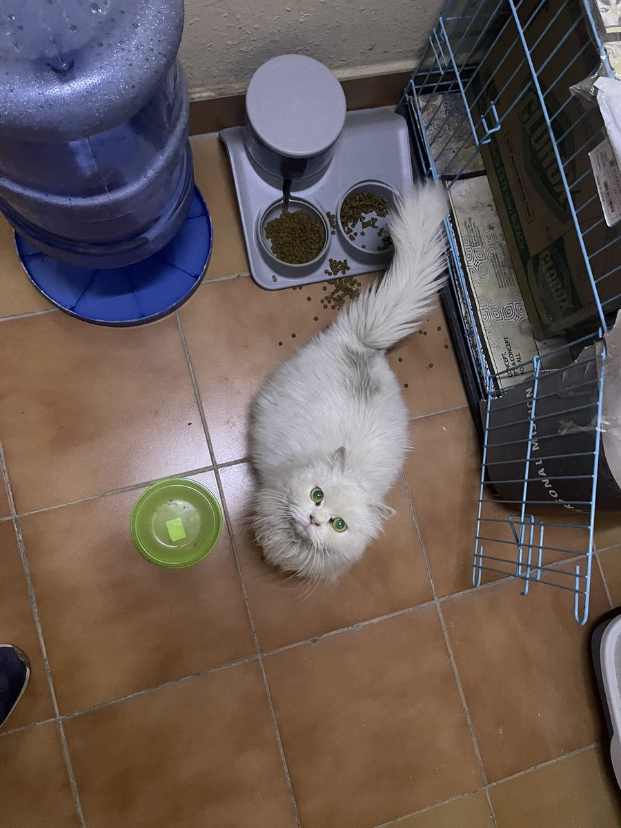 السلام عليكم ورحمة الله وبركاته 
قطة مفقودة
النوع شيرازي اللون ابيض اليفة جدا
حامل تخاف من القطط الثانية
#الرياض
 - العزيزية
احتمال تم رميها في سوق الطيور
من احد الجيران
التواصل: ٠٥٣٣٨١٨٦٤٥