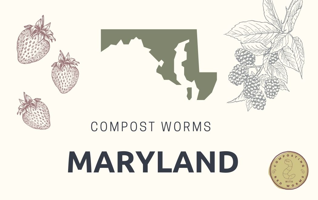 CompostingWorm's tweet image. Do you sell compost worms in #Maryland? If so, visit our page and share your seller information so we can feature you!
compostingwithredworms.com/buy-red-worms-…